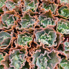 [PACK of 10 PLANTS] x Echeveria 'Verrugas'