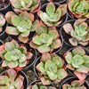 Echeveria' Baron Bold'