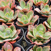 Echeveria' Baron Bold'