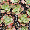 Echeveria' Baron Bold'