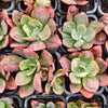 Echeveria' Baron Bold'