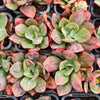 Echeveria' Baron Bold'