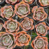 Echeveria cv. 'Blue Metal'