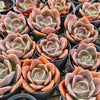 Echeveria cv. 'Blue Metal'