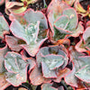 [PACK of 10 PLANTS] x Echeveria 'Etna' (YOUNG PLANT - NO BUMP)