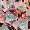 [PACK of 10 PLANTS] x Echeveria 'Etna' (YOUNG PLANT - NO BUMP)