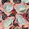 [PACK of 10 PLANTS] x Echeveria 'Etna' (YOUNG PLANT - NO BUMP)