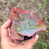[PACK of 10 PLANTS] x Echeveria 'Etna' (YOUNG PLANT - NO BUMP)