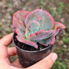[PACK of 10 PLANTS] x Echeveria 'Etna' (YOUNG PLANT - NO BUMP)