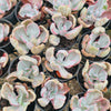 [PACK of 10 PLANTS] x Echeveria 'Flying Cloud'