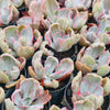 [PACK of 10 PLANTS] x Echeveria 'Flying Cloud'