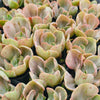 [PACK of 10 PLANTS] x Echeveria 'Ice Age' Variegata