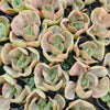 [PACK of 10 PLANTS] x Echeveria 'Ice Age' Variegata