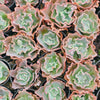 [PACK of 10 PLANTS] x Echeveria 'Verrugas'