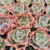 [PACK of 10 PLANTS] x Echeveria 'Verrugas'