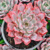 [PACK of 10 PLANTS] x Echeveria 'Hera'