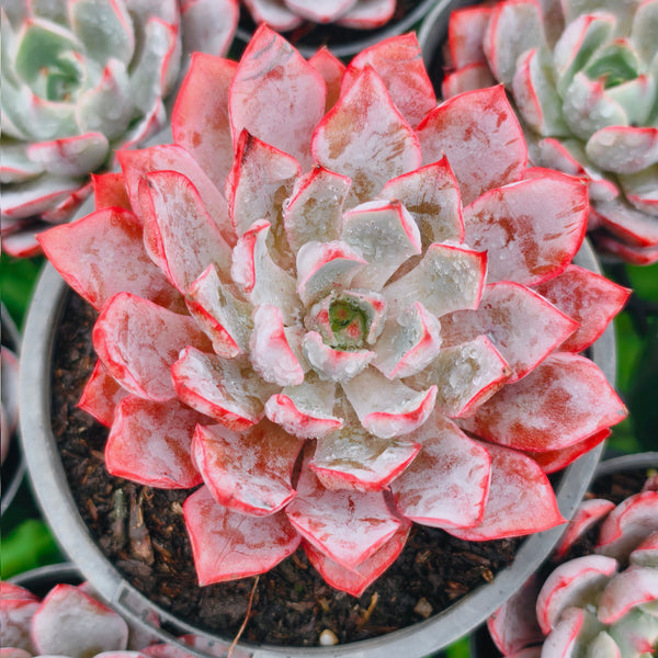 Echeveria 'Hera'