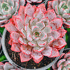 Echeveria 'Hera'
