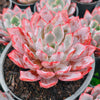 [PACK of 10 PLANTS] x Echeveria 'Hera'