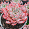 Echeveria 'Hera'