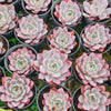 [PACK of 10 PLANTS] x Echeveria 'Hera'