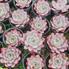 Echeveria 'Hera'