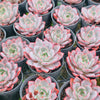 [PACK of 10 PLANTS] x Echeveria 'Hera'