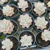 [PACK of 10 PLANTS] x Graptopetalum paraguayense ssp. bernalense variegata (VARIEGATED PLANT)