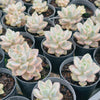 Graptopetalum paraguayense ssp. bernalense variegata (VARIEGATED PLANT)