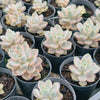 [PACK of 10 PLANTS] x Graptopetalum paraguayense ssp. bernalense variegata (VARIEGATED PLANT)