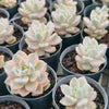 [PACK of 10 PLANTS] x Graptopetalum paraguayense ssp. bernalense variegata (VARIEGATED PLANT)
