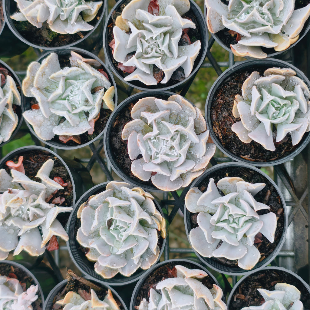 PACK of 10 PLANTS] x Echeveria 'Swan Lake' – LET LOVE GROW