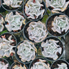 Echeveria ‘Swan Lake’