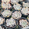 Echeveria ‘Swan Lake’