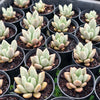 Echeveria ebony x Graptopetalum amethystinum
