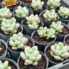 Graptosedum miul