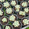 Graptosedum miul
