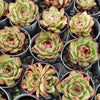 [PACK of 10 PLANTS] x Echeveria ' New York Rose'