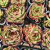 [PACK of 10 PLANTS] x Echeveria ' New York Rose'