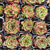 [PACK of 10 PLANTS] x Echeveria ' New York Rose'
