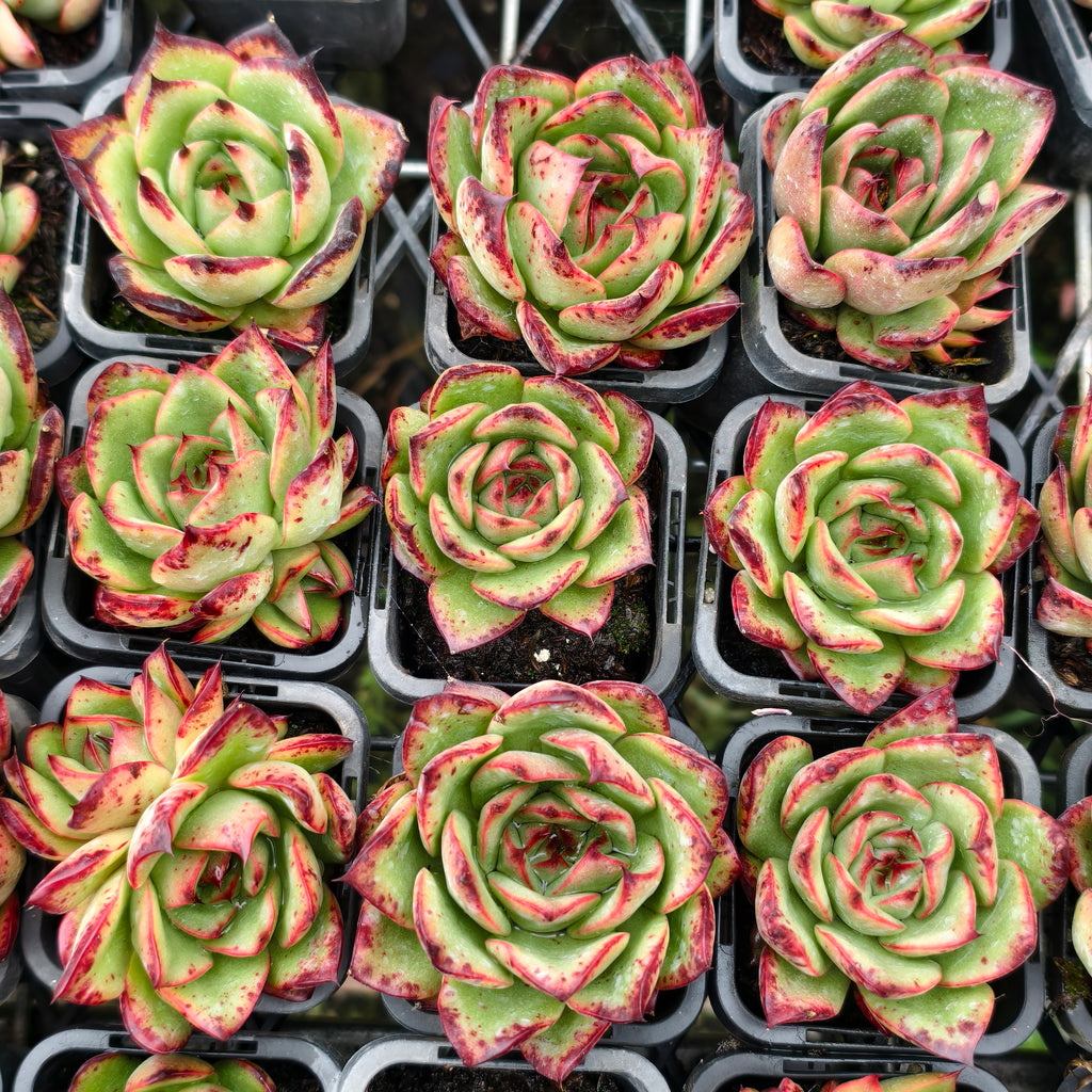 [PACK of 10 PLANTS] x Echeveria ' New York Rose'