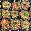 [PACK of 10 PLANTS] x Echeveria ' New York Rose'