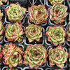 [PACK of 10 PLANTS] x Echeveria ' New York Rose'