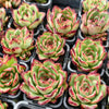 [PACK of 10 PLANTS] x Echeveria ' New York Rose'