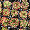 [PACK of 10 PLANTS] x Echeveria ' New York Rose'