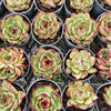 [PACK of 10 PLANTS] x Echeveria ' New York Rose'