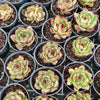 [PACK of 10 PLANTS] x Echeveria ' New York Rose'