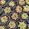 [PACK of 10 PLANTS] x Echeveria ' New York Rose'