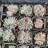 [PACK of 10 PLANTS] x Echeveria Anna (w/pup)