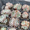 [PACK of 10 PLANTS] x Echeveria Anna (w/pup)